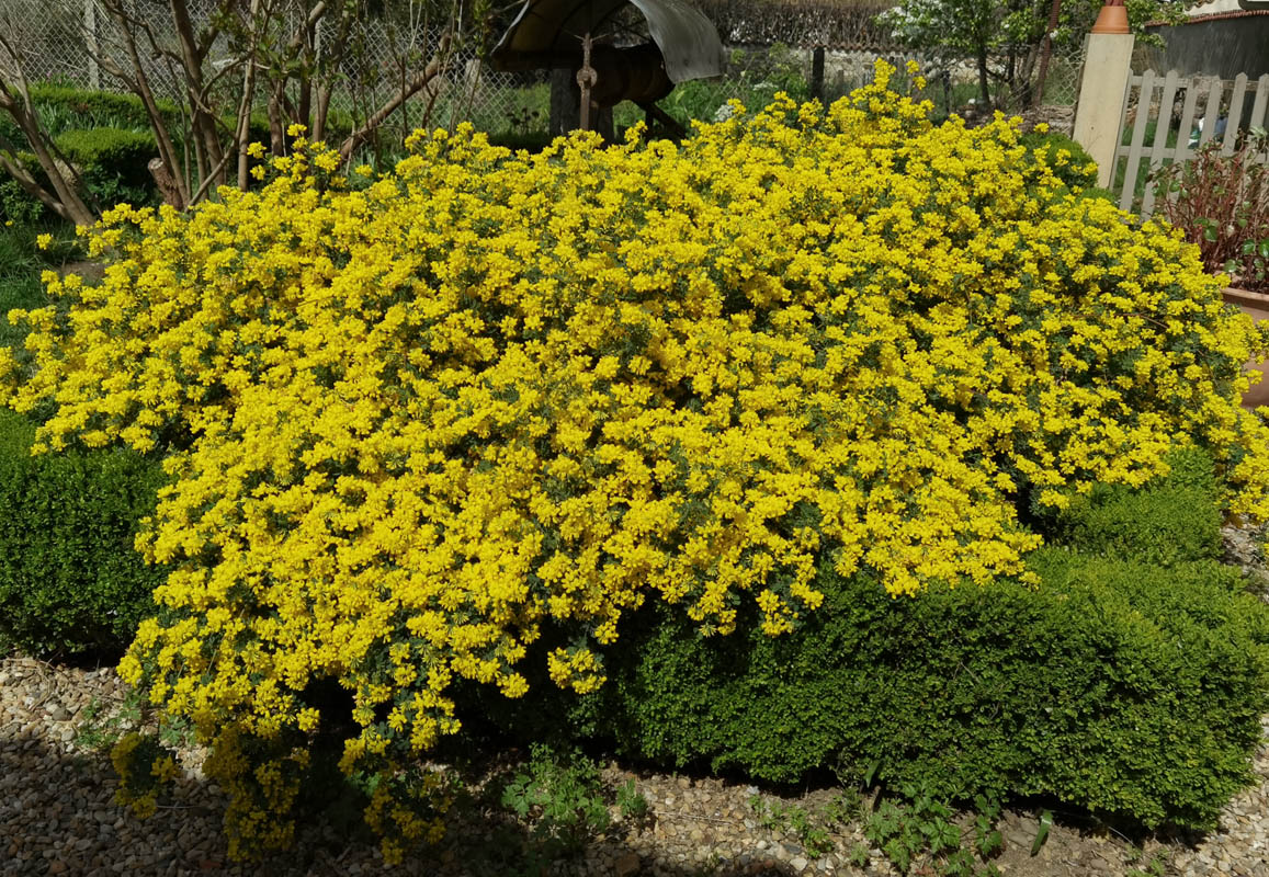 Coronilla valentina ssp glauca